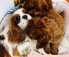 F1 fox beautiful cavapoo puppies for rehoming