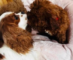 F1 fox beautiful cavapoo puppies for rehoming