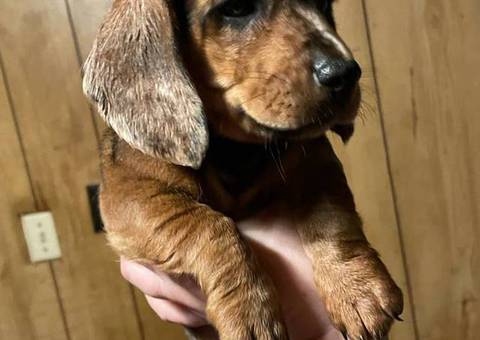 2 Dachshund Puppies: The Perfect Christmas Gift