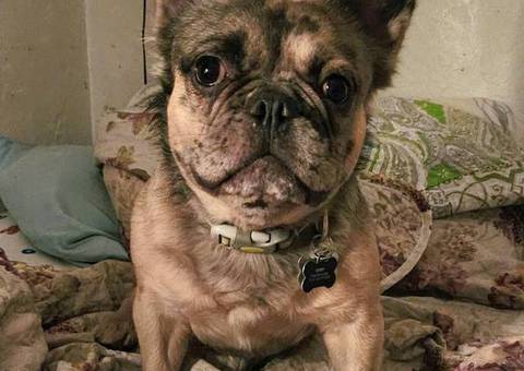 Brindle and merle Frenchton puppies for sale