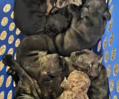 Brindle and merle Frenchton puppies for sale