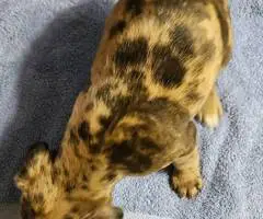 Brindle and merle Frenchton puppies for sale