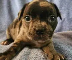 Brindle and merle Frenchton puppies for sale