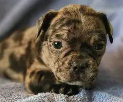 Brindle and merle Frenchton puppies for sale