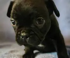 Brindle and merle Frenchton puppies for sale