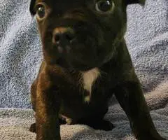 Brindle and merle Frenchton puppies for sale