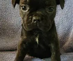 Brindle and merle Frenchton puppies for sale