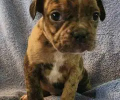 Brindle and merle Frenchton puppies for sale