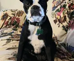 Brindle and merle Frenchton puppies for sale