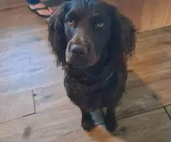 4 Boykin Spaniels for sale
