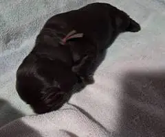 4 Boykin Spaniels for sale