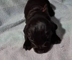 4 Boykin Spaniels for sale