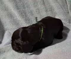 4 Boykin Spaniels for sale