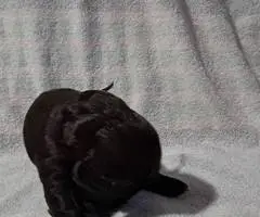 4 Boykin Spaniels for sale