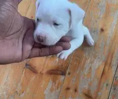 4 Pitbull mix puppies for sale