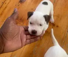 4 Pitbull mix puppies for sale