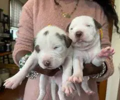 4 Pitbull mix puppies for sale