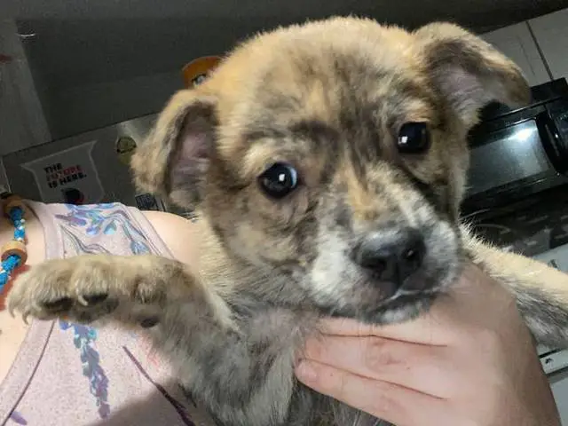 3 male Husky mix puppies available