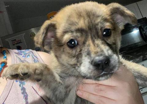 3 male Husky mix puppies available