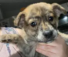 3 male Husky mix puppies available
