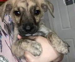 3 male Husky mix puppies available