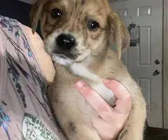 3 male Husky mix puppies available