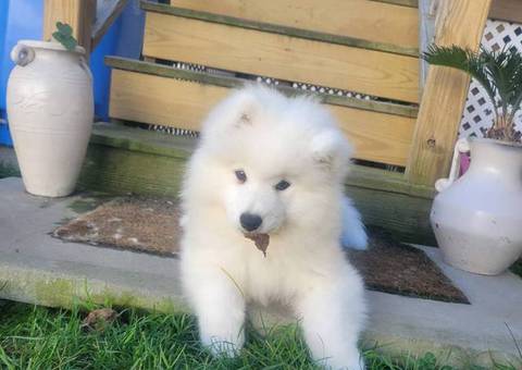 Male Samoyed puppy for sale