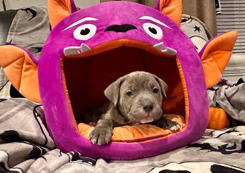 7 Cane Corso puppies for sale
