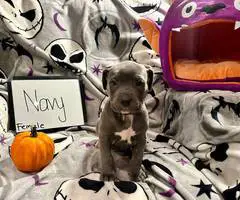 7 Cane Corso puppies for sale