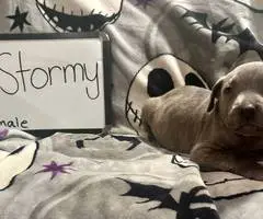 7 Cane Corso puppies for sale
