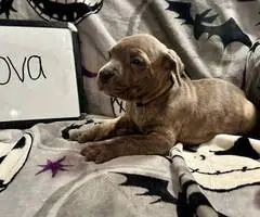 7 Cane Corso puppies for sale