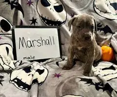 7 Cane Corso puppies for sale