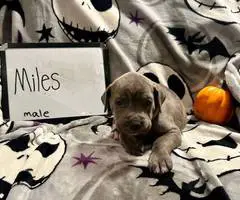 7 Cane Corso puppies for sale