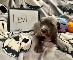 7 Cane Corso puppies for sale