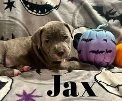 7 Cane Corso puppies for sale
