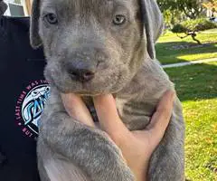 7 Cane Corso puppies for sale
