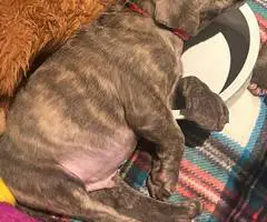7 Cane Corso puppies for sale