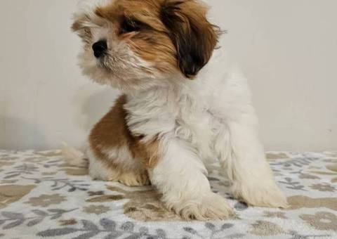 2 adorable Shih Tzu puppies for sale