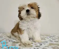 2 adorable Shih Tzu puppies for sale
