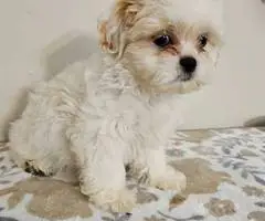 2 adorable Shih Tzu puppies for sale