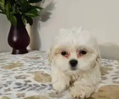 2 adorable Shih Tzu puppies for sale