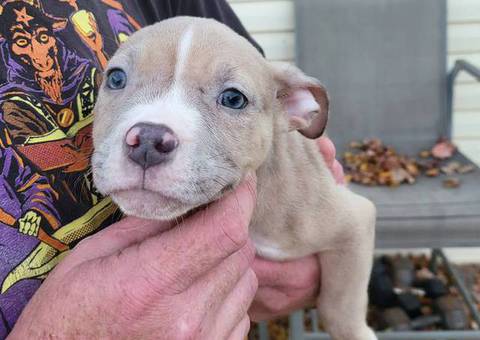 American pocket bully mix puppies