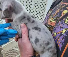 American pocket bully mix puppies