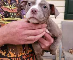 American pocket bully mix puppies