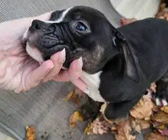 American pocket bully mix puppies