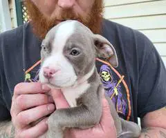 American pocket bully mix puppies