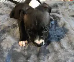 2 months old American pitbull puppies