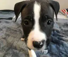 2 months old American pitbull puppies