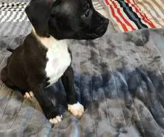 2 months old American pitbull puppies