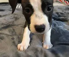 2 months old American pitbull puppies
